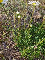 Basal leaves