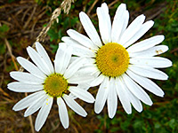 Two flowerheads