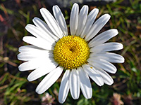 Yellow and white flowerhead