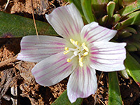 Lewisia brachycalyx