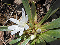 Flower and buds