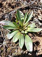 Leaf rosette