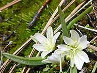 Flowers and leaves