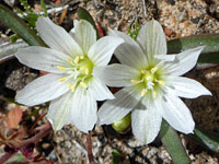 Short-sepal bitterroot