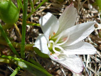 Lewisia nevadensis