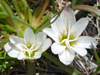 Two white flowers