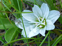 White, faintly-veined petals