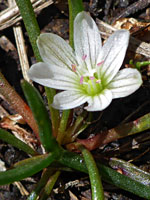 White, veined petals