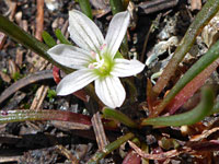 Nevada bitterroot