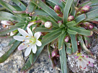 Flower and buds