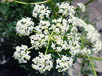 Ligusticum filicinum