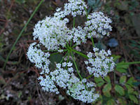 Gray's lovage