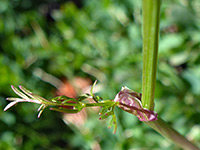 Small stem leaf