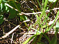 Slender-Leaf Lovage