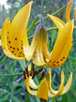 Lilium kelleyanum