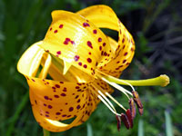 Kelley's lily