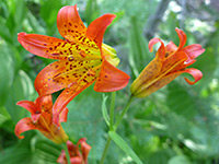 Orange-red flowers