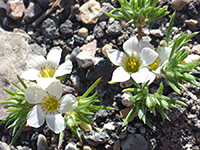 Desert Linanthus