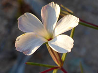 Linanthus dichotomus