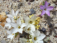 Pink and white flowers