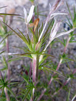 Granite Prickly Phlox