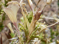 Narrow green bracts