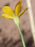 Fringed sepals