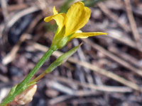 Pointed green sepals