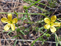 Southern Flax