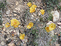 Berlandier's Yellow Flax