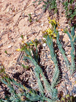 King's Yellow Flax