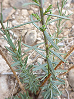 Middle stem leaves