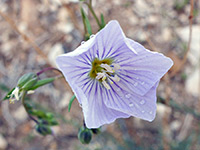 Pale purple flower