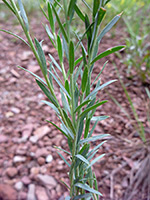 Narrow leaves