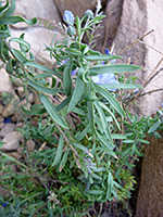 Upper stem leaves