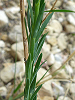 Stem and leaves