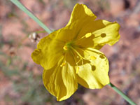 Yellow flower