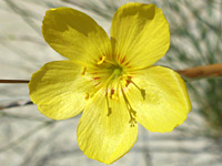 Five-petaled flower