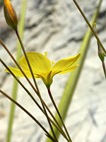 Hairless flower stalks