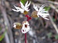 Lithophragma glabrum