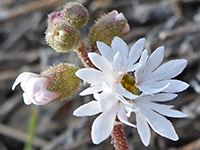 Lithophragma tenellum