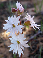 Slender woodland star