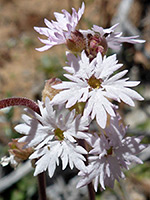 Slender woodland-star