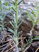 Hairy stem and leaves