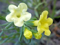 Buds and flowers