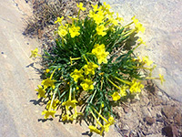 Yellow flowers