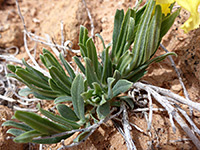 Hairy leaves