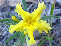 Fringed Gromwell