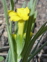 Lithospermum incisum