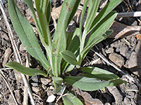 Basal leaves